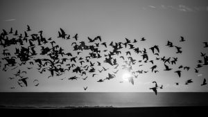 Silhouettes flock of seagulls over the Ocean. Black-and-white photo.